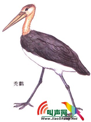秃鵲