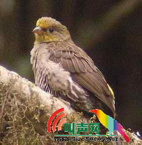黄腰响蜜