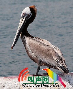 鹈形目