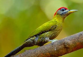 红玉颈绿啄木鸟