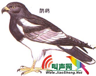 鵲鹤