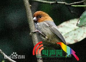 挂墩鸦雀