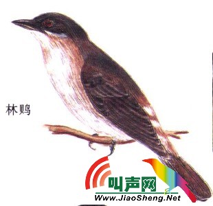林