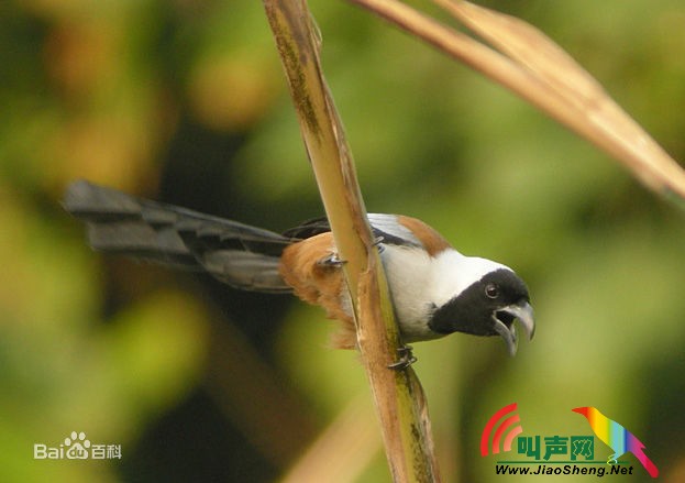 黑额树鹊