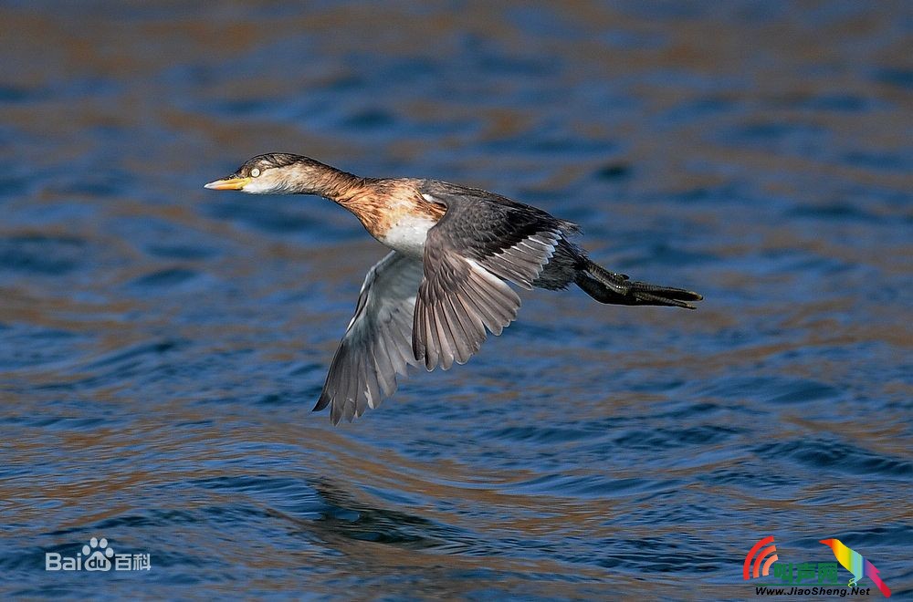 斑海雀斑海雀