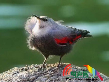 红翅旋璧雀