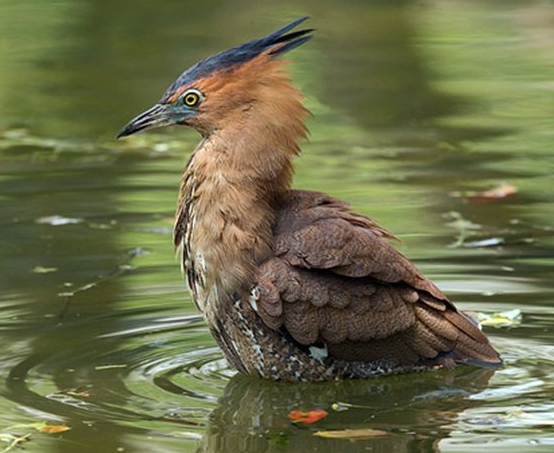 黑冠虎斑鳽