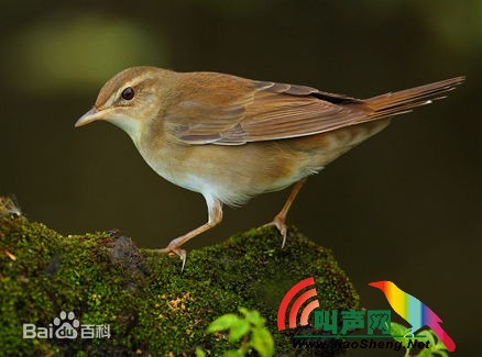 北蝗莺