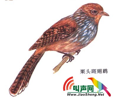 栗头斑翅鹛