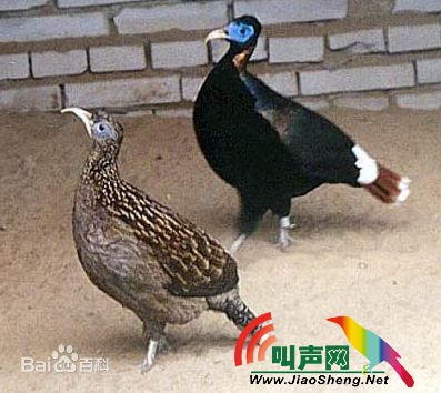 白尾梢虹雉