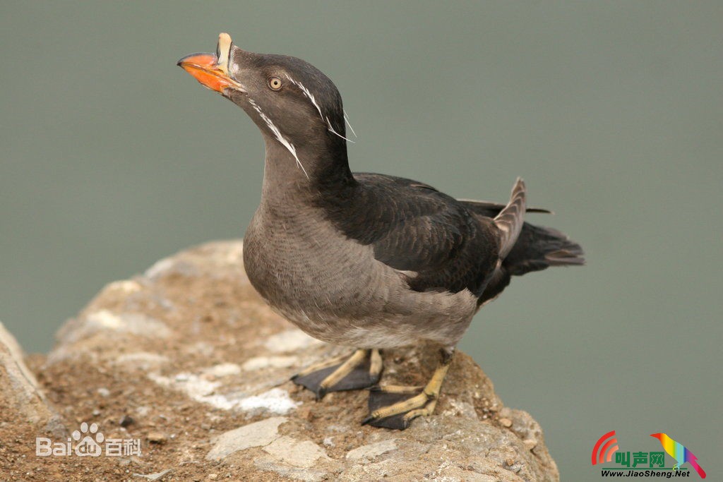 角嘴海雀