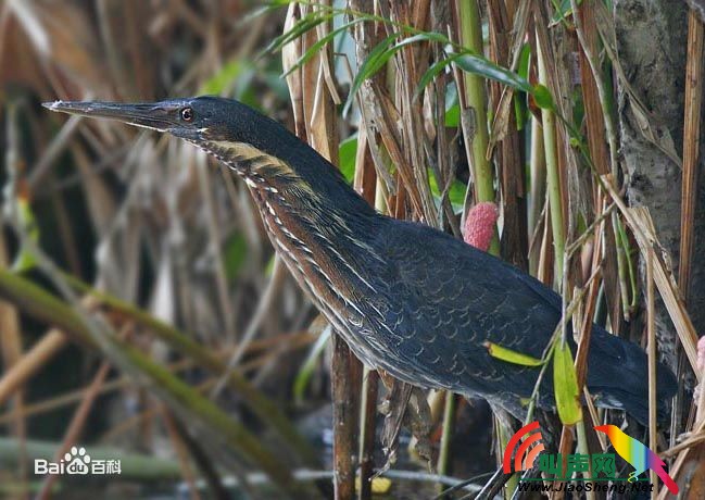 黑鳽