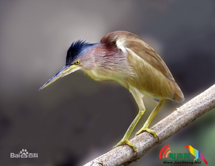 黄斑苇鳽