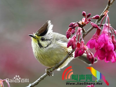 褐头凤鹛