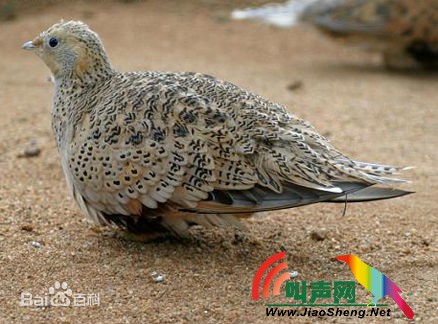 毛腿沙鸡