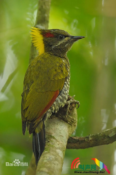 黄冠绿啄木鸟