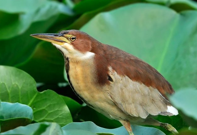 紫背苇鳽