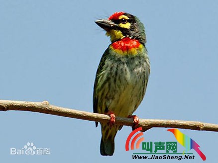 赤胸拟啄木鸟