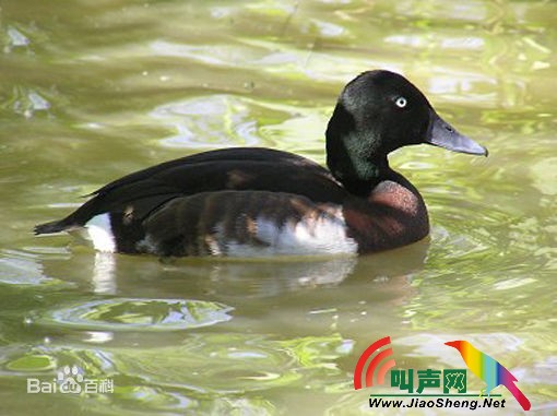青头潜鸭