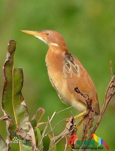 栗苇鳽