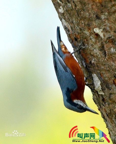 栗腹鳾