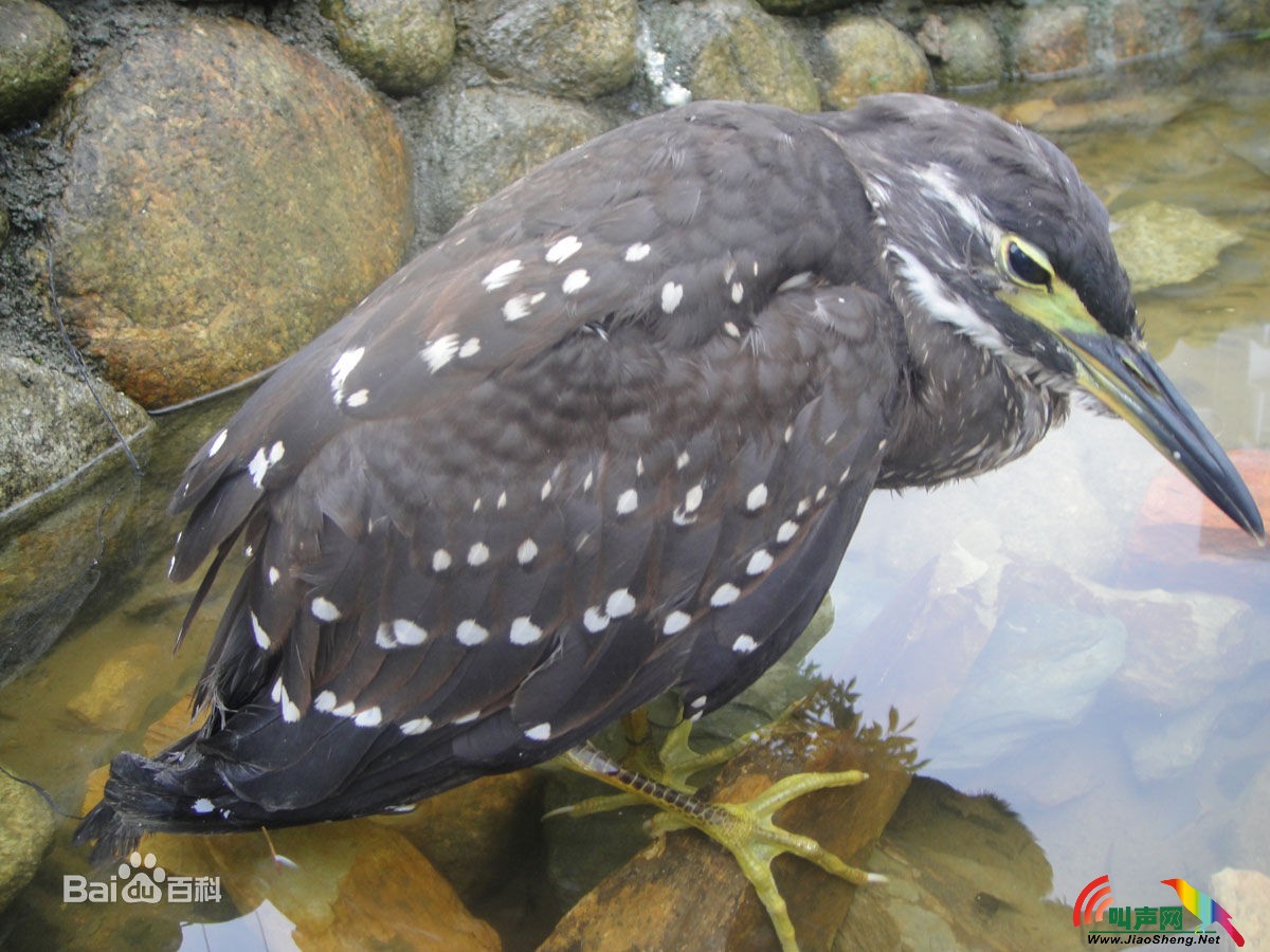 海南虎斑鳽
