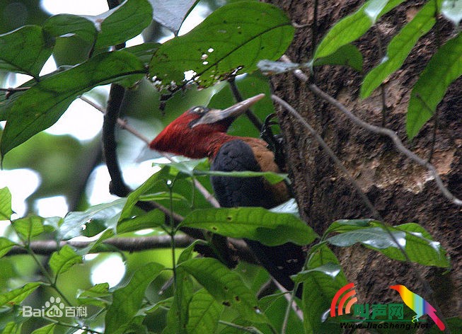 红玉颈啄木鸟