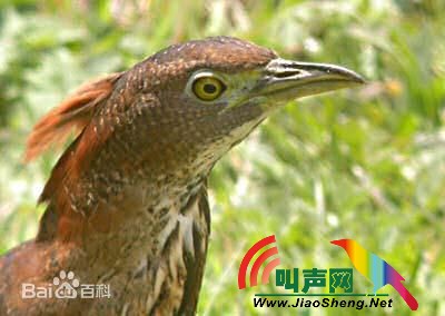 栗头虎斑鳽