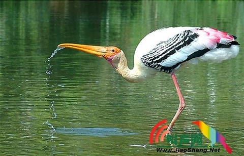 鹳又称鹳雀、皂君、负釜