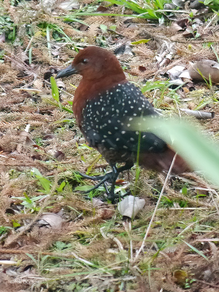 黑翅栗秧鸡