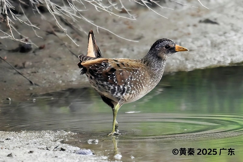 斑胸田鸡