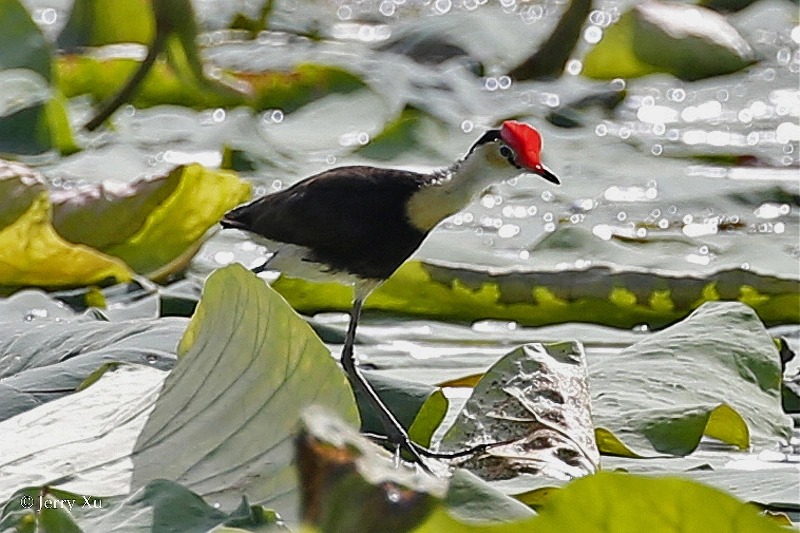 冠水雉