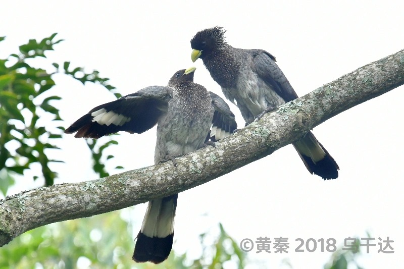 东非灰蕉鹃