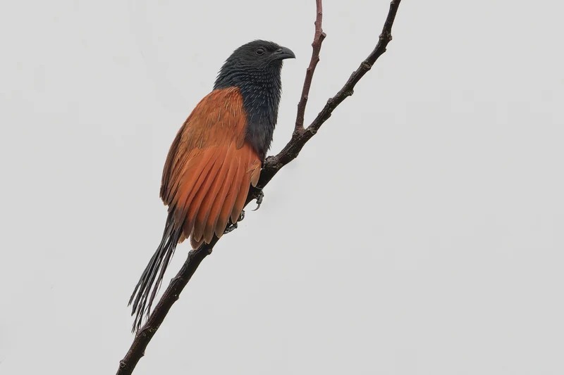 小鸦鹃