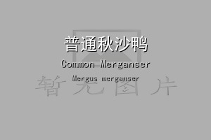 普通秋沙鸭