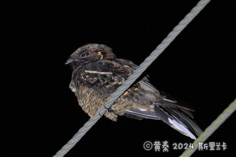 印度长尾夜鹰