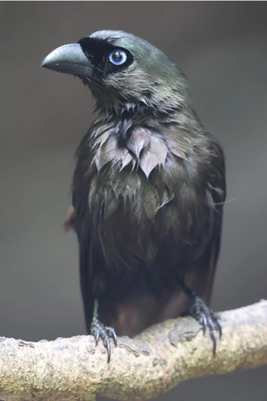 盘尾树鹊