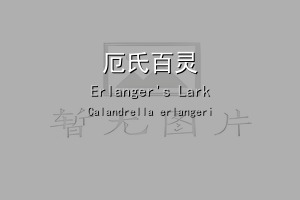 厄氏百灵
