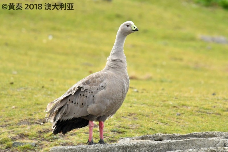 澳洲灰雁