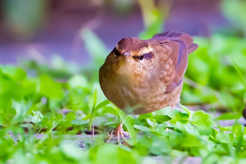 鳞头树莺
