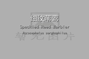 细纹苇莺
