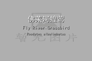 佛莱河蝗莺