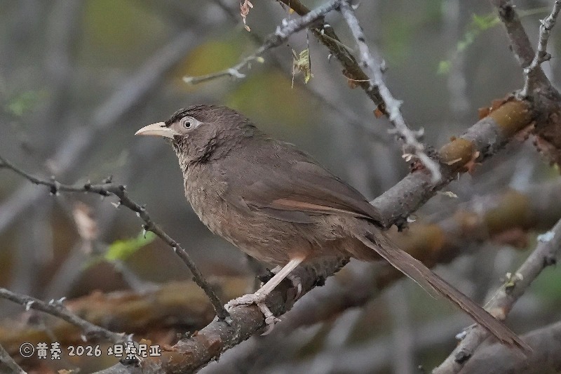 鳞斑鸫鹛