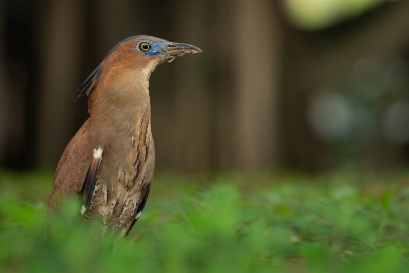 黑冠鳽