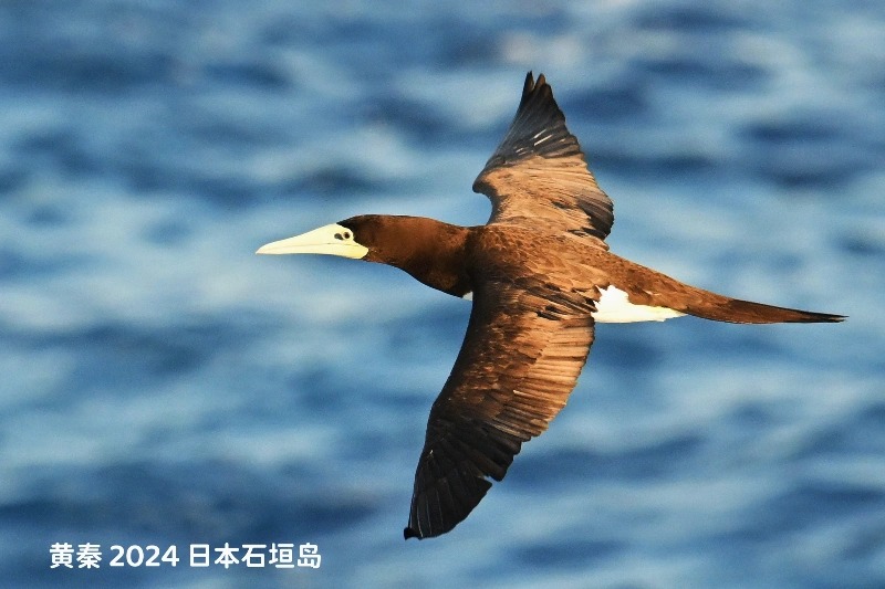 褐鲣鸟