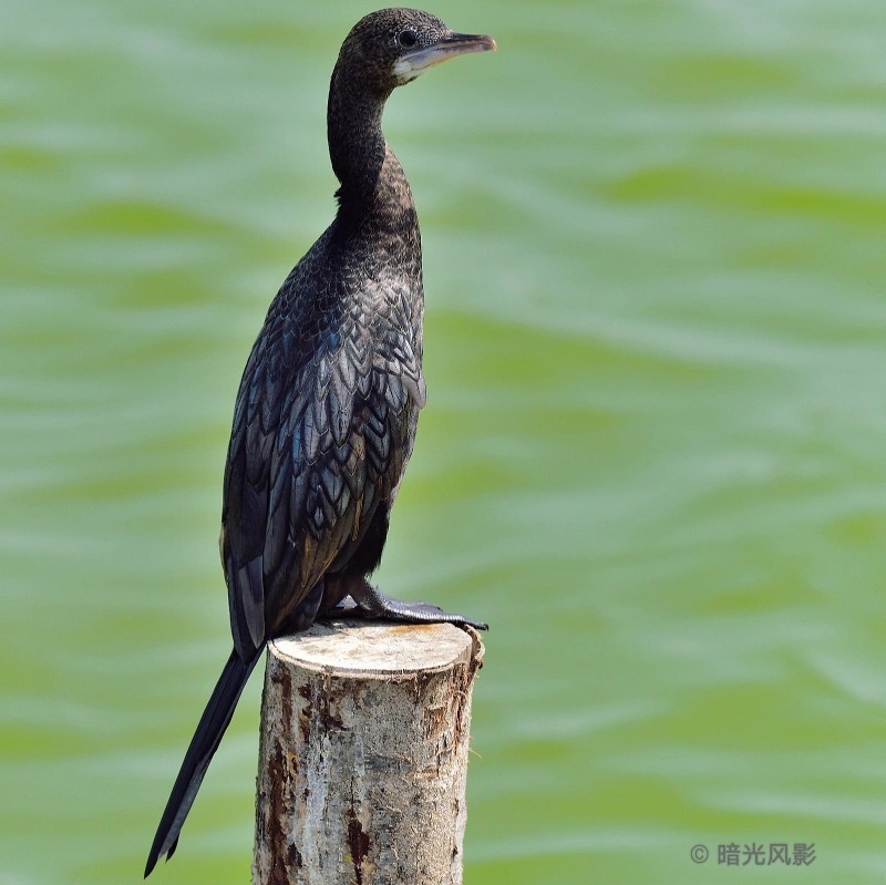 黑颈鸬鹚