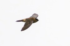 爪哇金丝燕叫声下载（网盘下载）