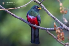 厄瓜多尔咬鹃叫声下载（网盘下载）
