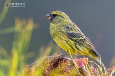 黄眉林丝雀叫声下载（网盘下载）