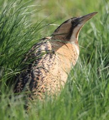 大麻鳽_编号XC758439的声音/叫声下载